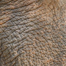 皮革贴图