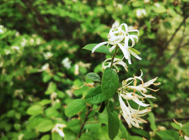 花草