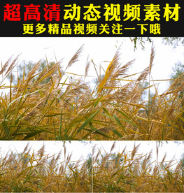 野草青草叶子实拍视频素材