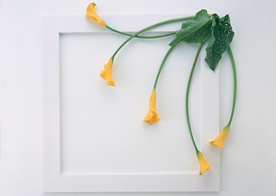 花环花篮花框唯美图片