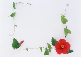 花环花篮花框唯美图片