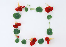 花环花篮花框唯美图片