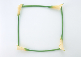 花环花篮花框唯美图片