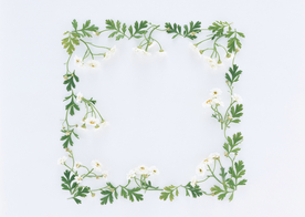 花环花篮花框唯美图片