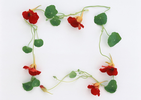 花环花篮花框唯美图片