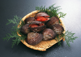 扇贝贝壳海鲜图片