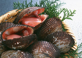 扇贝贝壳海鲜图片