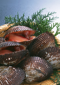 扇贝贝壳海鲜图片