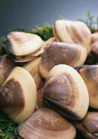 扇贝贝壳海鲜图片