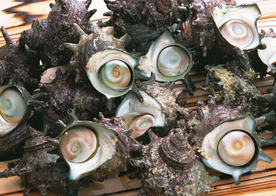 扇贝贝壳海鲜图片