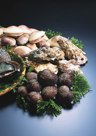 扇贝贝壳海鲜图片