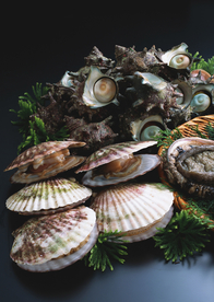 扇贝贝壳海鲜图片