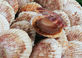 扇贝贝壳海鲜图片