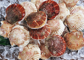 扇贝贝壳海鲜图片