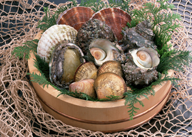 扇贝贝壳海鲜图片