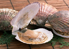 扇贝贝壳海鲜图片