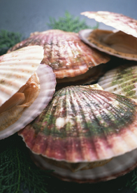 扇贝贝壳海鲜图片