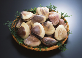 扇贝贝壳海鲜图片