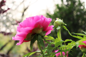 牡丹花