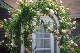 花藤拱门