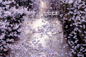 繁花