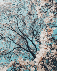 繁花