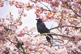繁花