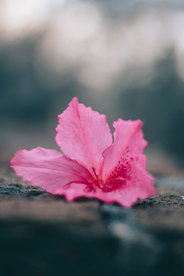 小花