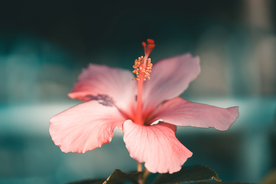 花朵