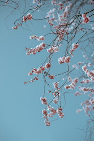 繁花