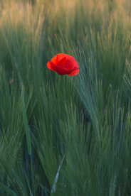 小花