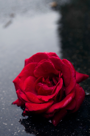 玫瑰花