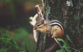 松鼠