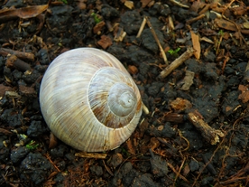 蜗牛蜗牛壳微距图片