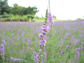 薰衣草田园图片