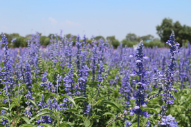 薰衣草田园图片