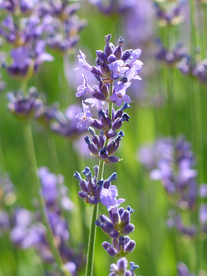 薰衣草田园图片