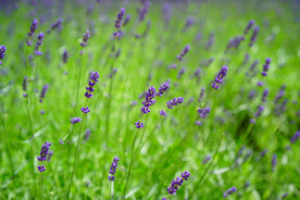 薰衣草田园图片