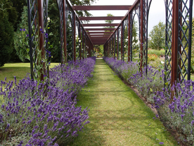 薰衣草田园图片