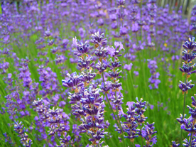 薰衣草田园图片