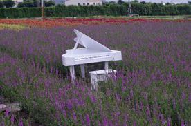 薰衣草田园图片