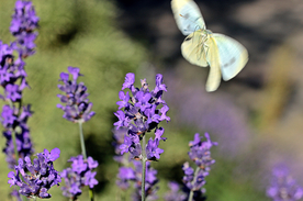 薰衣草田园图片