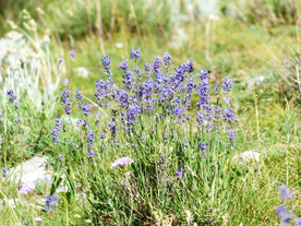 薰衣草田园图片