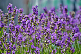 薰衣草田园图片