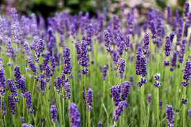 薰衣草田园图片