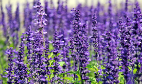 薰衣草田园图片