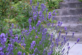 薰衣草田园图片