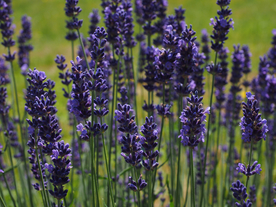 薰衣草田园图片