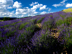 薰衣草田园图片