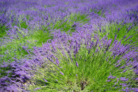 薰衣草田园图片